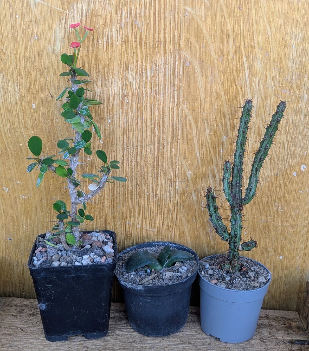 Piante & sementi: tris di succulente  – Usato da Comano venduto da che_8lc2
