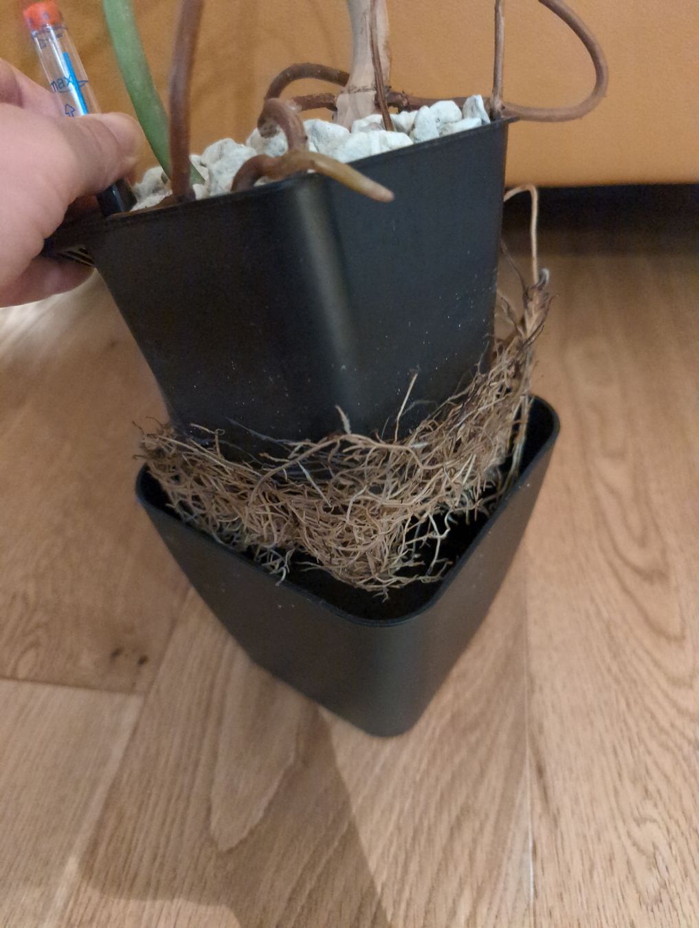 Piante & sementi: Philodendron Jerry Horne in semi hydro – Usato da Bern venduto da JennisJungle 2
