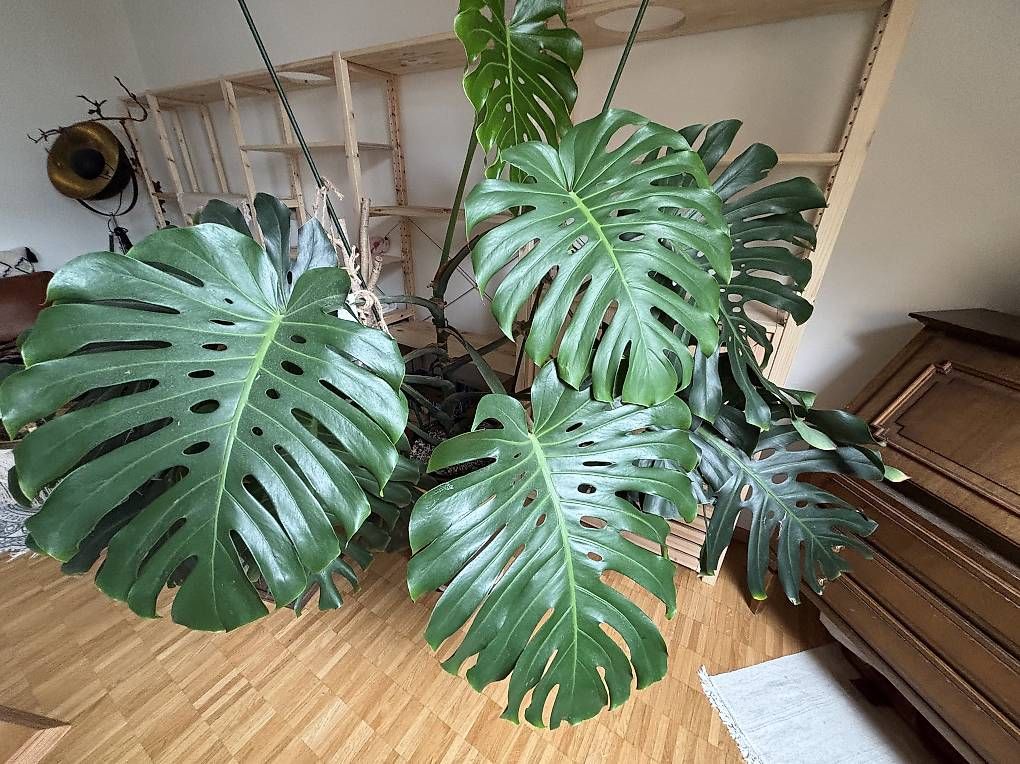 Pflanzen & Samen: Riiesige Monstera  – Gebraucht aus Kriens von nor_5ph9