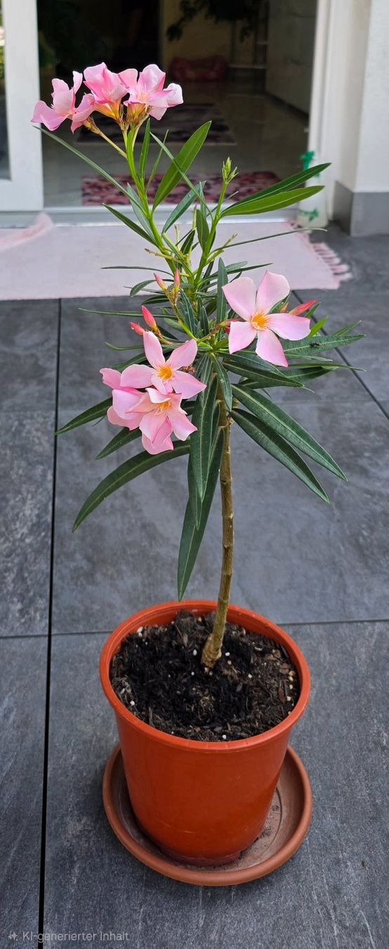 Piante & sementi: Kleine Oleander Pflanze rosa – Usato da Aarburg venduto da popkorn65 1
