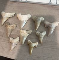 9x Grosse Fossil Haifischzähne Zahn Knochen 3,5-6cm