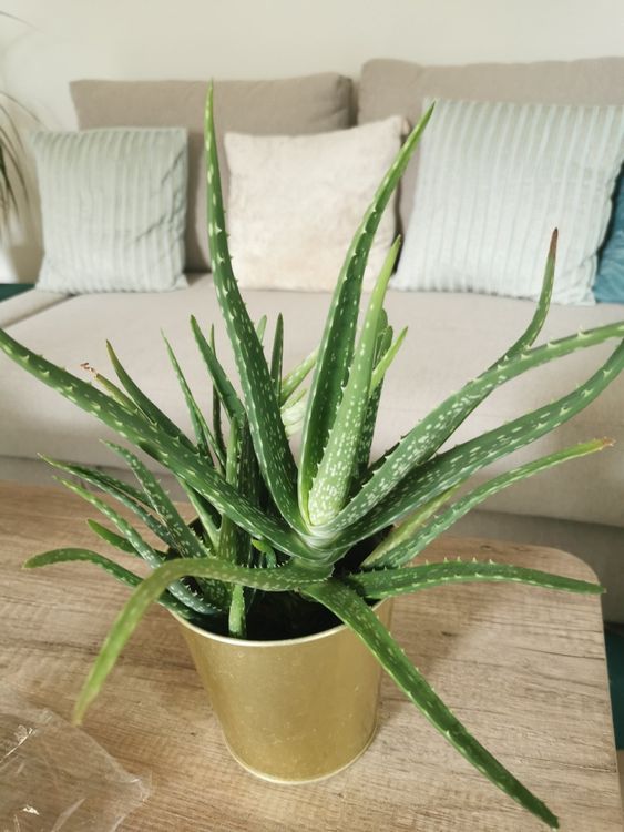 Aloe Vera Stecklinge Kaufen auf Ricardo