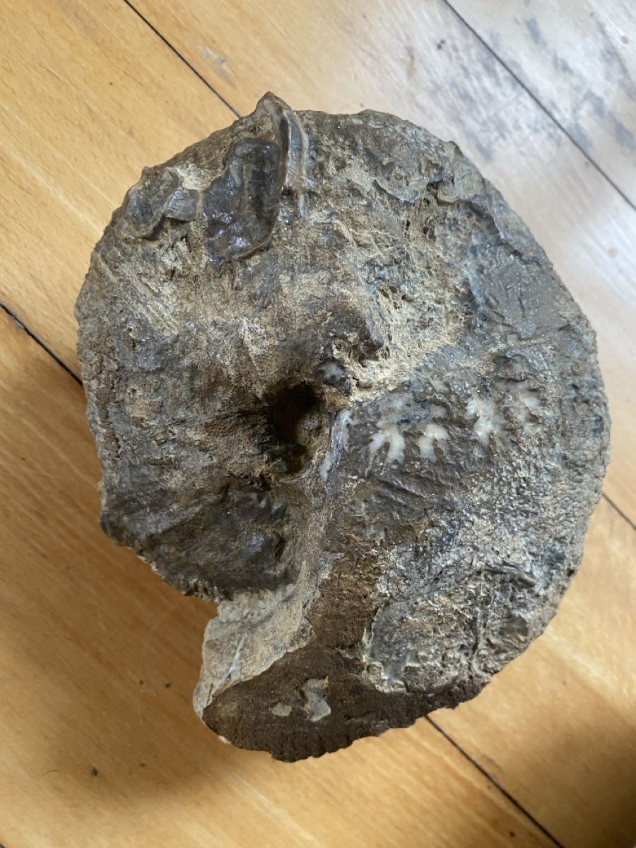 Fossili: Ammonit – Usato da Liestal venduto da Stephanoceras1 1