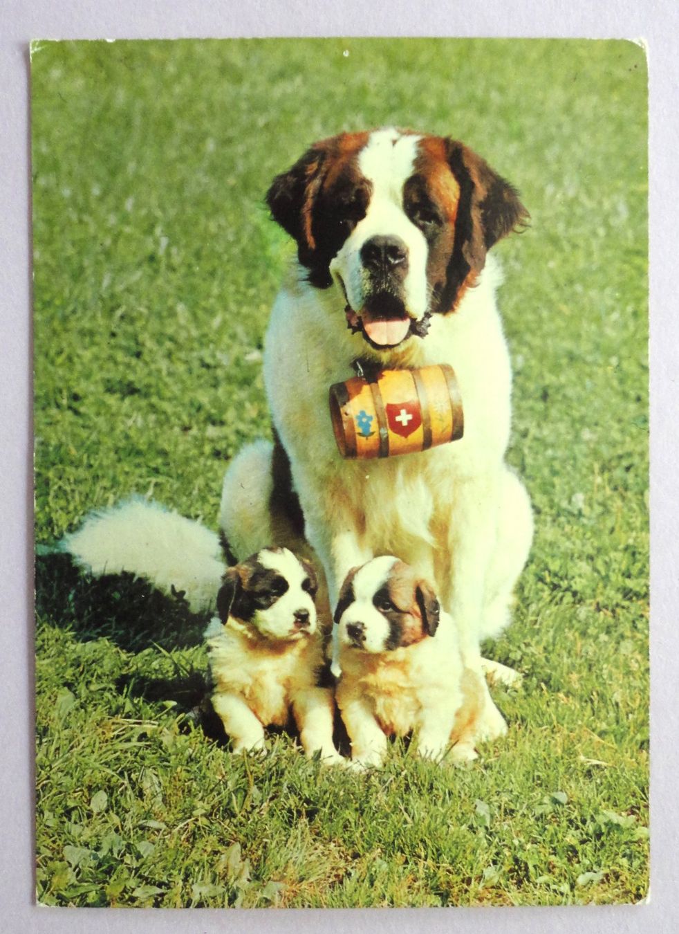 Cartoline postali: St-Bernard-Zwinger vom Säuliant – Difettoso da Fétigny venduto da Billy2miny
