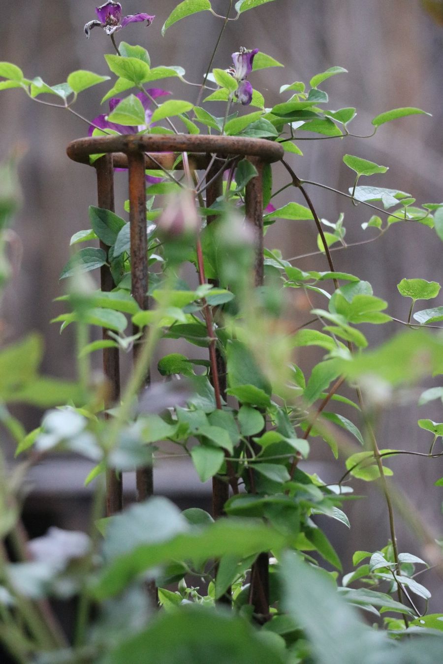 Altre Decorazioni per giardino: Klettersäule, Rankhilfe, Staudenstütze – Nuovo (secondo la descrizione) da Riedt b. Erlen venduto da BisD 1