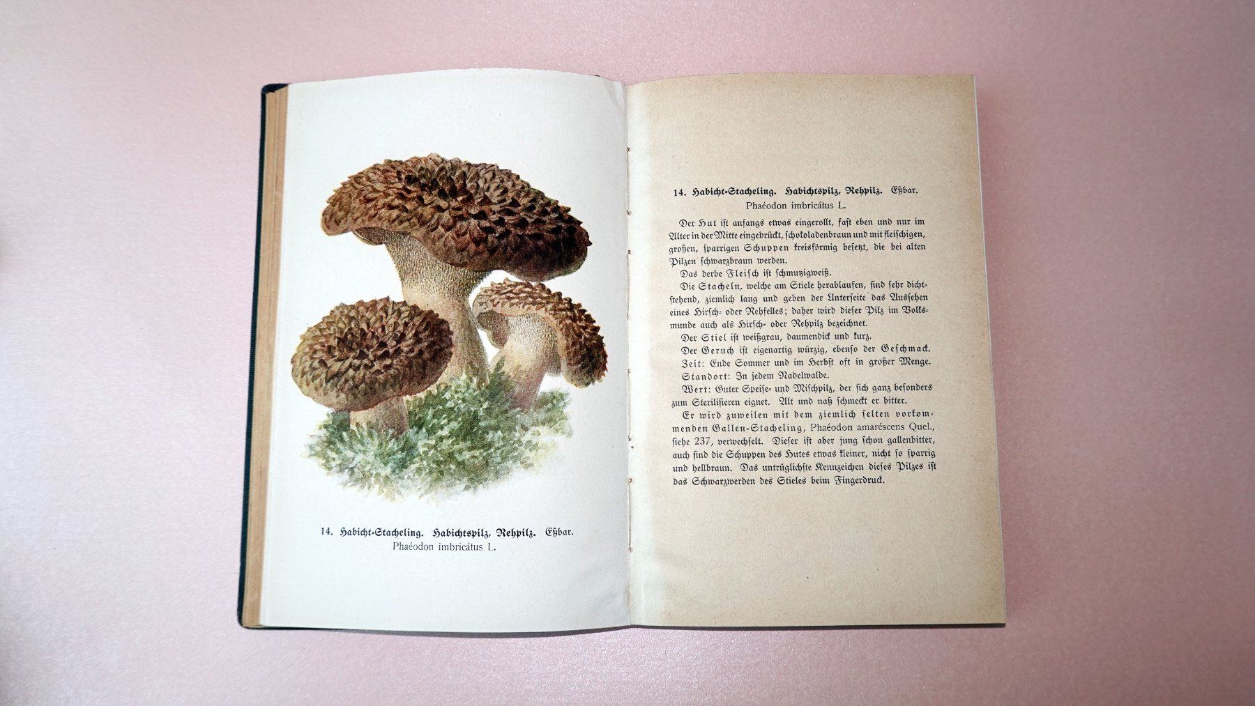 Livres: Pilzbuch von 1918 – D'occasion à Brunnen par brocundfloh 2