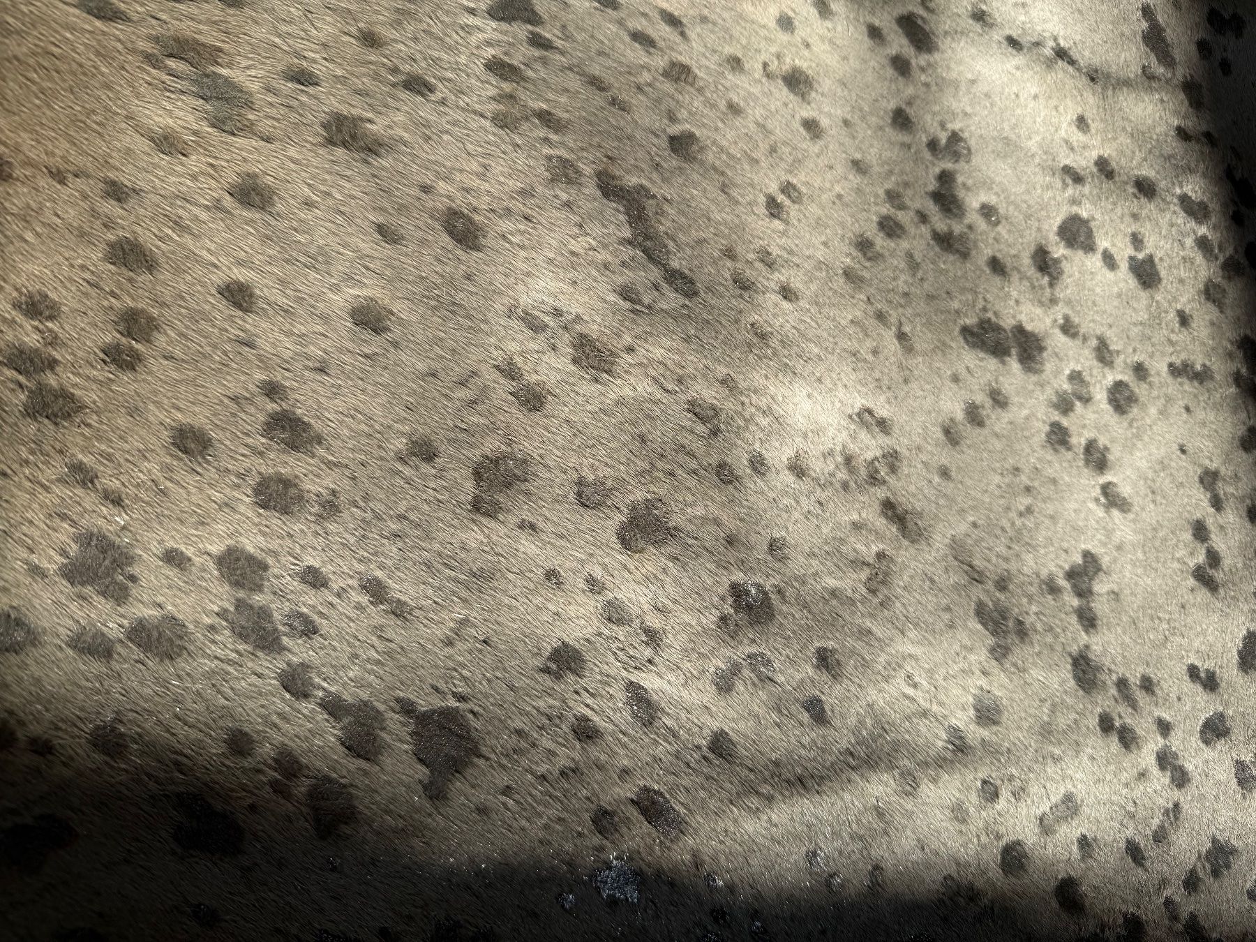 Teppiche: Rinderfell de Luxe Creme-Silber XXL – Gebraucht aus Bretzwil von neuguinea 6