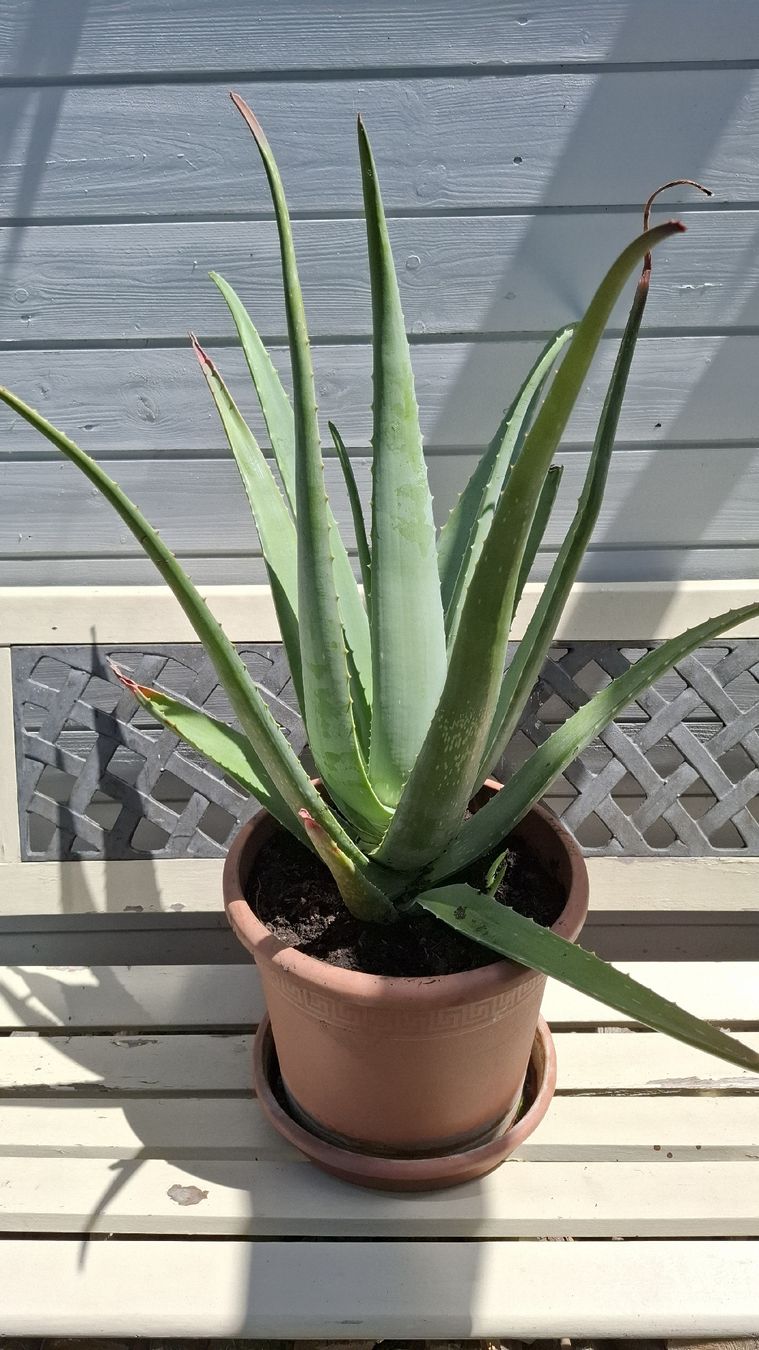 Piante & sementi: Grosse Aloe Vera Pflanze Topf  – Usato da Emmen venduto da Tigerlady