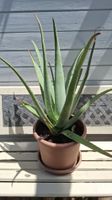 Grosse Aloe Vera Pflanze Topf 