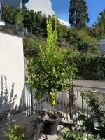 Limettenbaum Citrusbaum