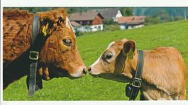 Postkarte Alpaufzug im Schweizer Kanton: Kuh mit treuem Kalb