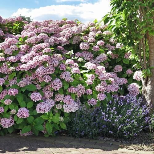 Piante & sementi: Hortensia Lila 2 PLANTS – Nuovo (secondo la descrizione) da Bremblens venduto da FIBONACCI369