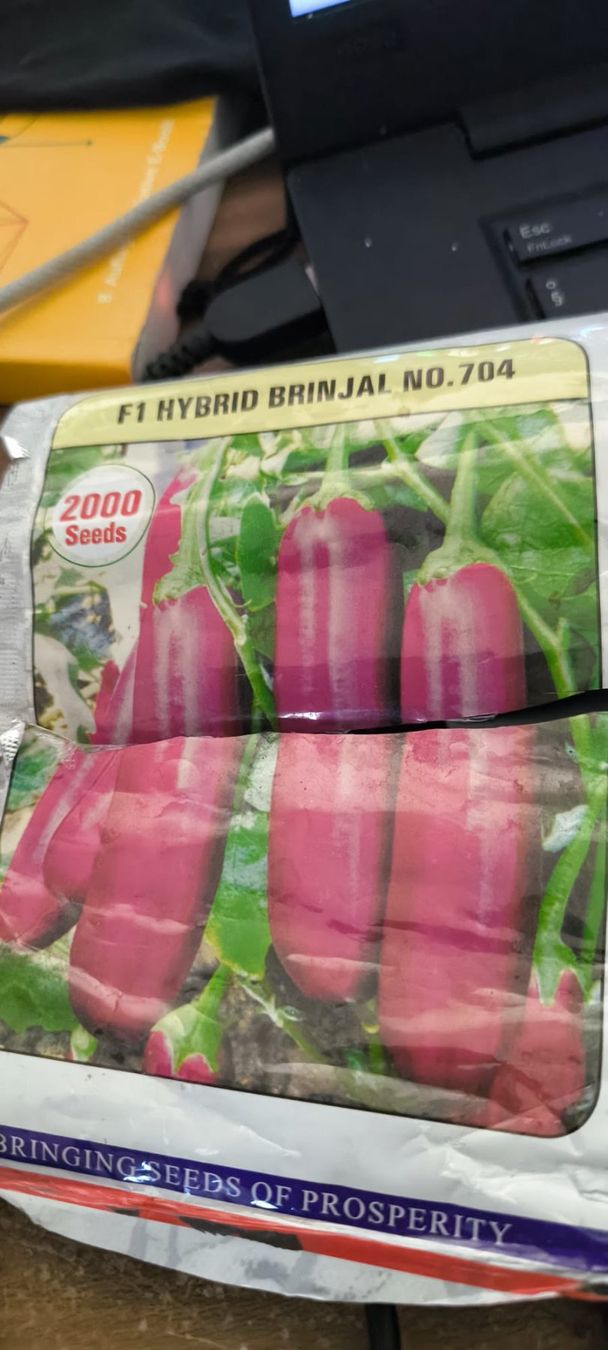 Piante & sementi: Aubergine Mittelgross klein gewachsen – Nuovo (secondo la descrizione) da Bösingen venduto da aru_y9zp