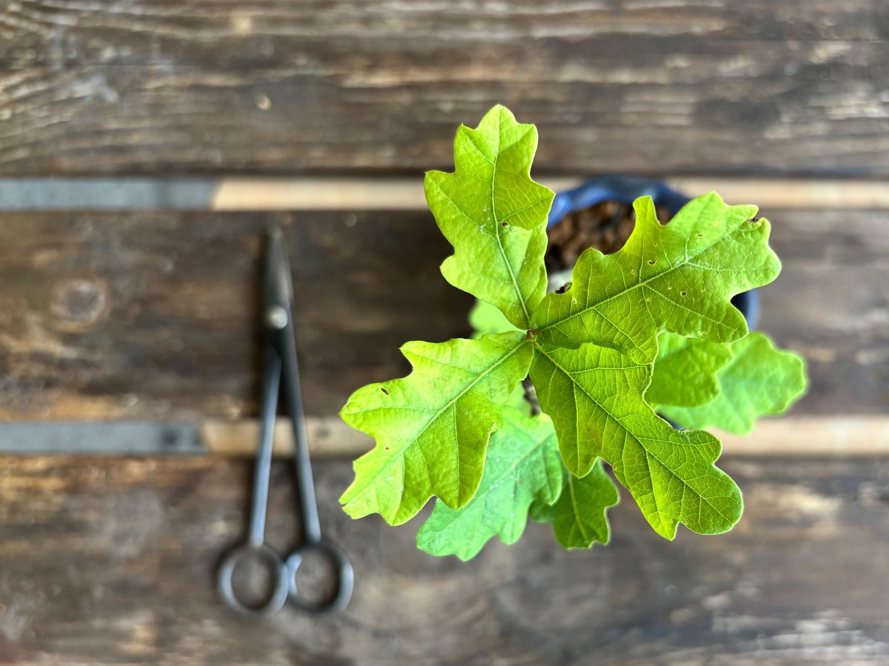 Piante & sementi: Shohin-Bonsai, Schweizer Eiche, 5 J. – Nuovo e nell'imballaggio originale da Uster venduto da maguro 4
