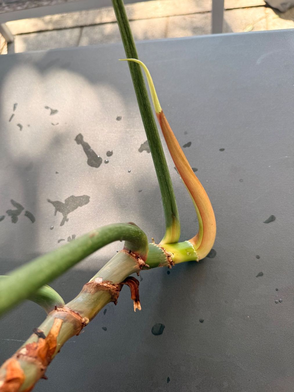Piante & sementi: Philodendron Gloriosum – Usato da Rafz venduto da jca_98p5 4