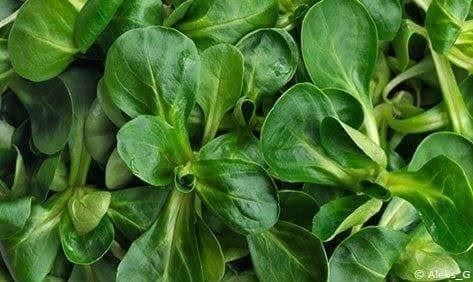 Piante & sementi: Rampon - Mâche - Doucette 100g – Nuovo (secondo la descrizione) da Bremblens venduto da FIBONACCI369 1