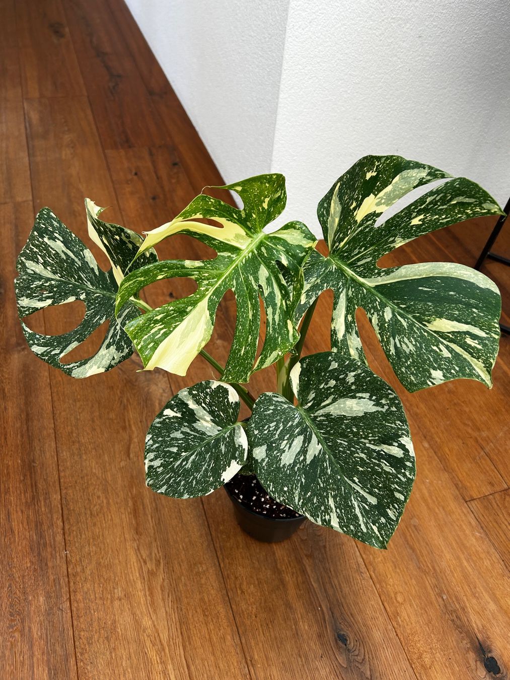 Piante & sementi: Monstera Thai Constellation💚 – Usato da Wattwil venduto da Mikesplantshop 2