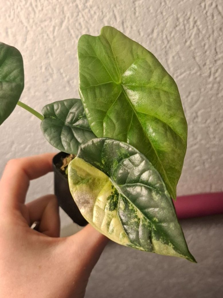 Piante & sementi: Alocasia Sinuata variegata – Usato da Hausen AG venduto da Pflaenzlioase
