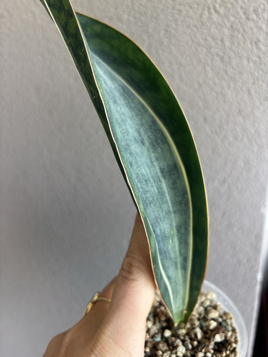 Piante & sementi: Sansevieria Whalefin variegata – Usato da olten venduto da momo2417 1
