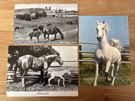 AK mit Foto von Pferde