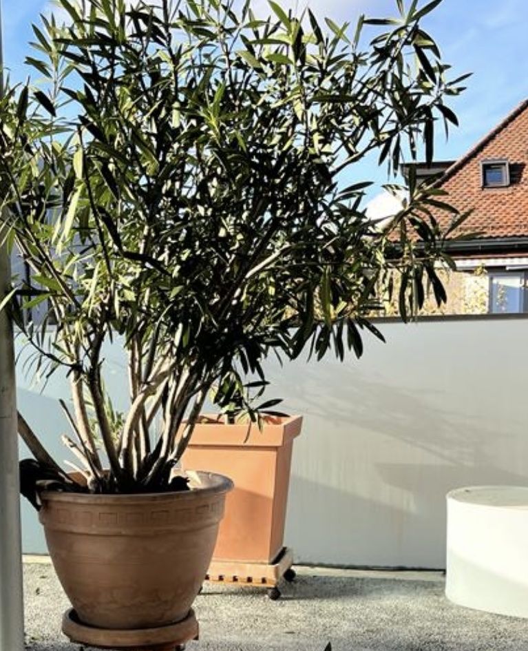 Blumentöpfe: Hoher Blumentopf, quadratisch, mit Untersatz – Gebraucht aus Bern von flo018 3
