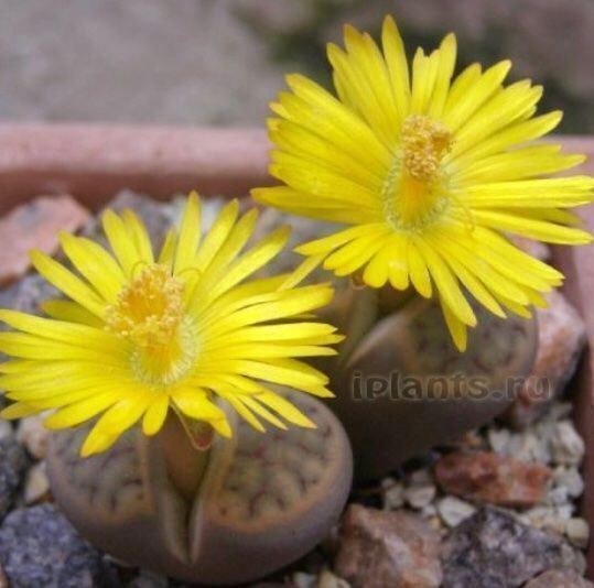 Pflanzen & Samen: Ab 5.- fr Lebender Stein: Litops 10 SAMEN GRAINES SEMI – Neu und originalverpackt aus Rovio von POSITIFFARTandPLANTS 2