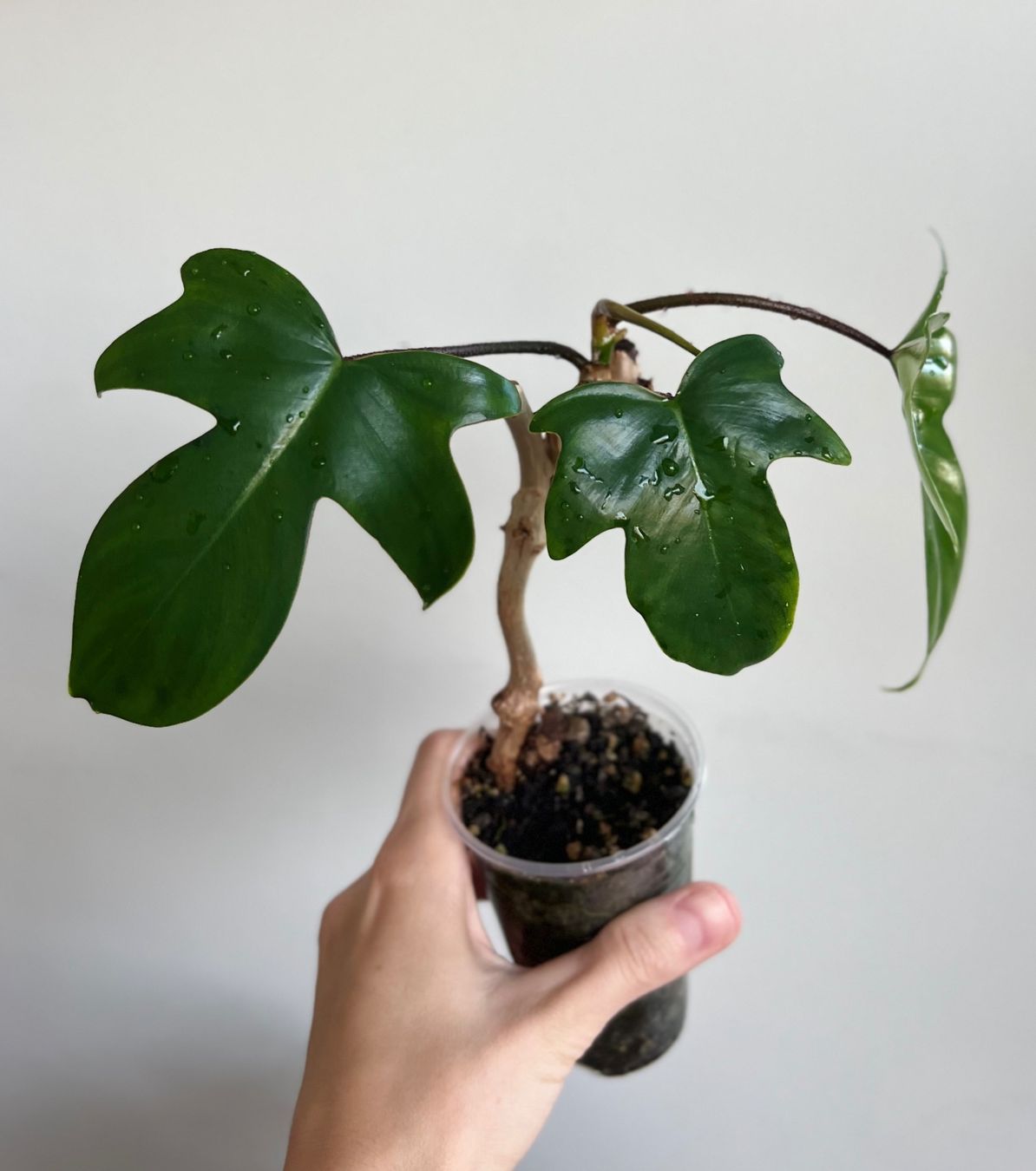 Plantes & graines: Philodendron Florida💚 – D'occasion à Glattpark(Opfikon) par ste_n99y 1