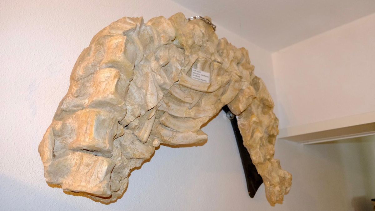 Tutte le decorazioni: Elosochus cherifiens - Wirbelsäule & Rippen – Nuovo e nell'imballaggio originale da Biel/Bienne venduto da nimmes 1
