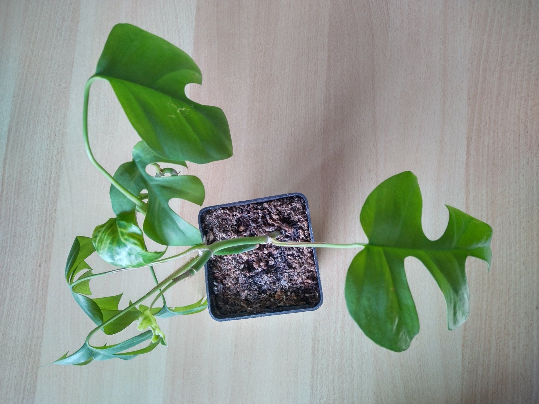 Piante & sementi: Monstera Zimmerpflanze – Usato da Jona venduto da Argus36 5