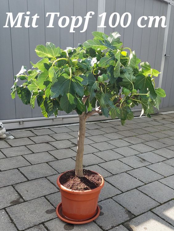 Feigenbaum mit Früchten Kaufen auf Ricardo