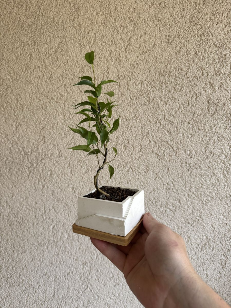 Piante & sementi: Stairpot Ficus Bonsai – Usato da Rümlang venduto da Gruseh.ch 1