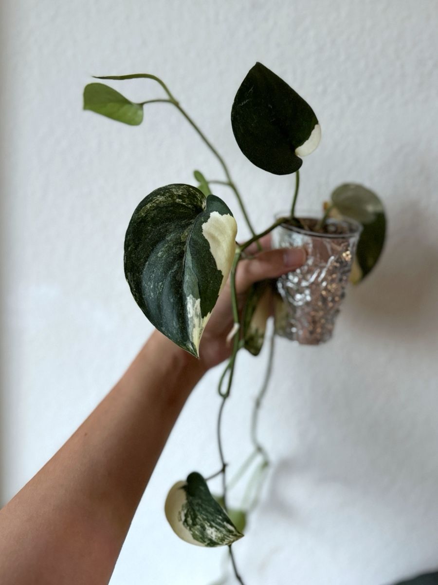 Piante & sementi: Scindapsus Pictus Jade Satin Variegated – Nuovo (secondo la descrizione) da Bern venduto da Lucas_Ma