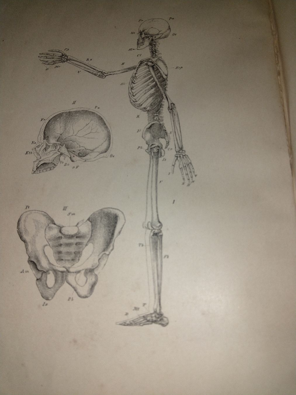 Libri: Buch Grundz.Physiologie 1893 – Usato da Künten venduto da Spinner62 6
