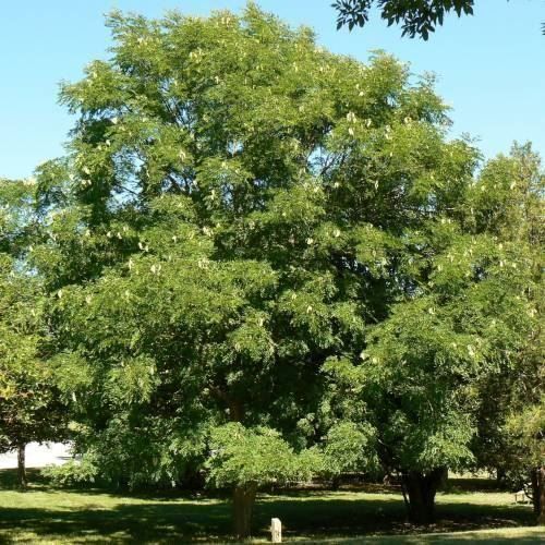 Pflanzen & Samen: Arbre à café du Kentucky PLANTE RARE – Gebraucht aus Bremblens von FIBONACCI369 1