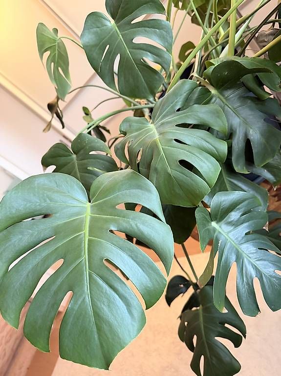 Plantes & graines: Monstera – D'occasion à Osterfingen par Alaney 1