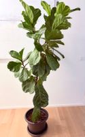 Ficus Lyrata Geigenfeige Fiddle Leaf fig plant 190 cm