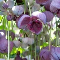 AKEBIA QUINATA  Vigne chocolat