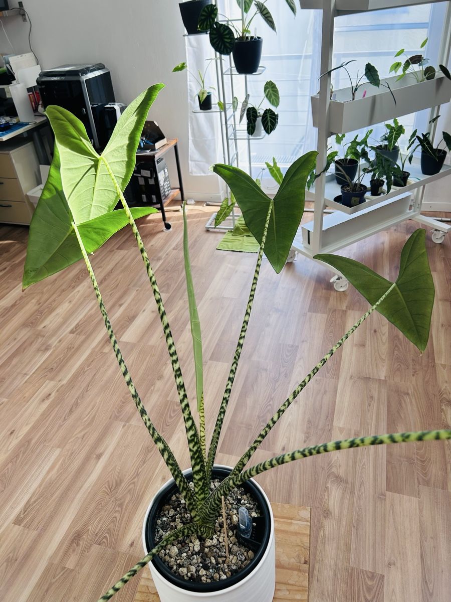 Piante & sementi: Alocasia Zebrina – Nuovo (secondo la descrizione) da Scherzingen venduto da Elefantenohr.ch 1