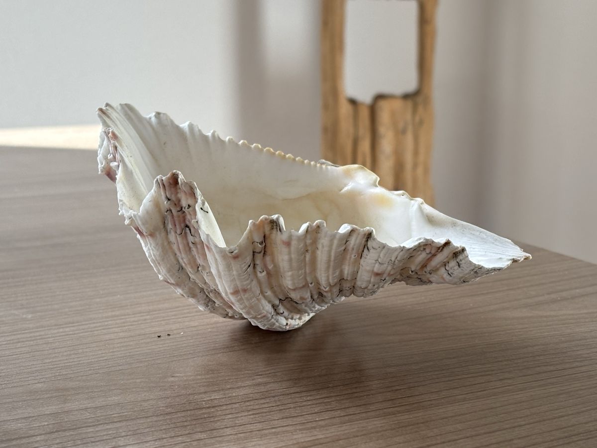 Fossilien: Grosse Muschel - 19,5cm - Windlicht – Gebraucht aus Jona von Sid100 7
