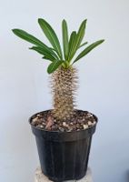 Pachypodium lamerei