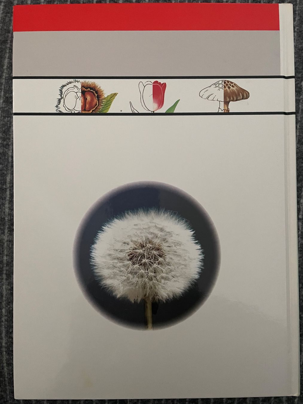 Libri: Kinder entdecken... 'Pflanzen und Bäume' KULT – Nuovo (secondo la descrizione) da Dierikon venduto da Butcherboy 1
