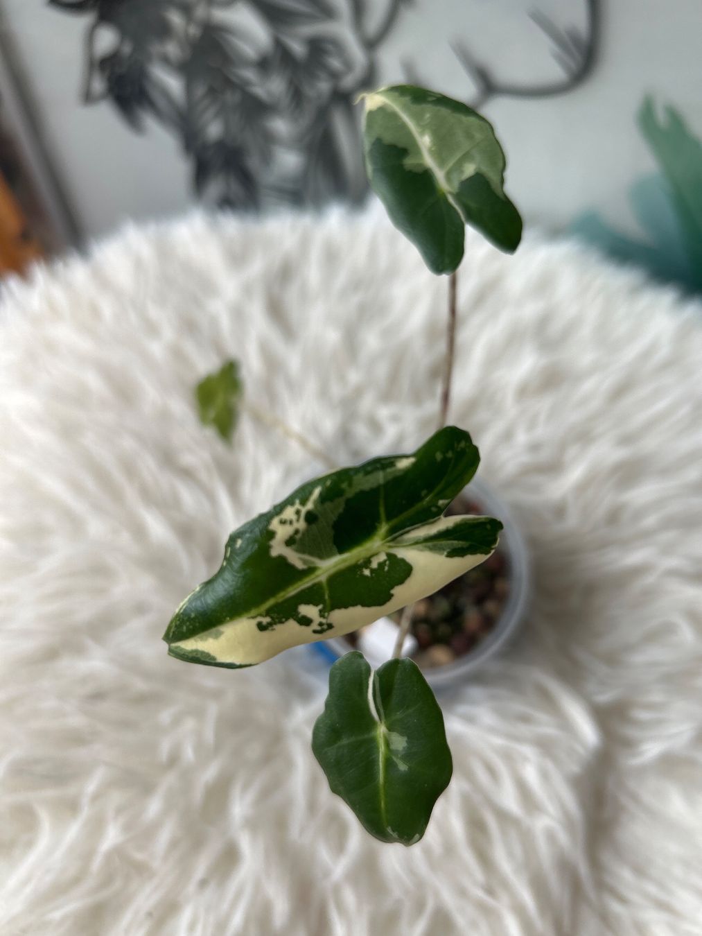 Piante & sementi: Alocasia Sarian Albovariegata – Nuovo (secondo la descrizione) da Scherzingen venduto da Elefantenohr.ch 1