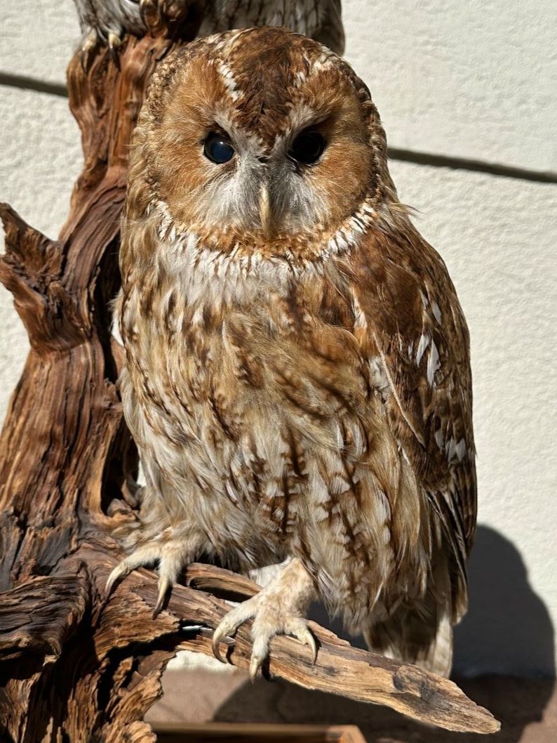 Welt der Tiere: Präparierte Waldkäuze – Gebraucht aus Bubikon von Grischoni1 1