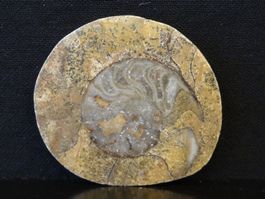 Versteinerter Fisch Fossil GONIATIT MAROKKO