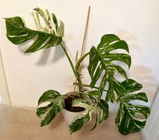 Monstera Deliciosa Albo Variegata