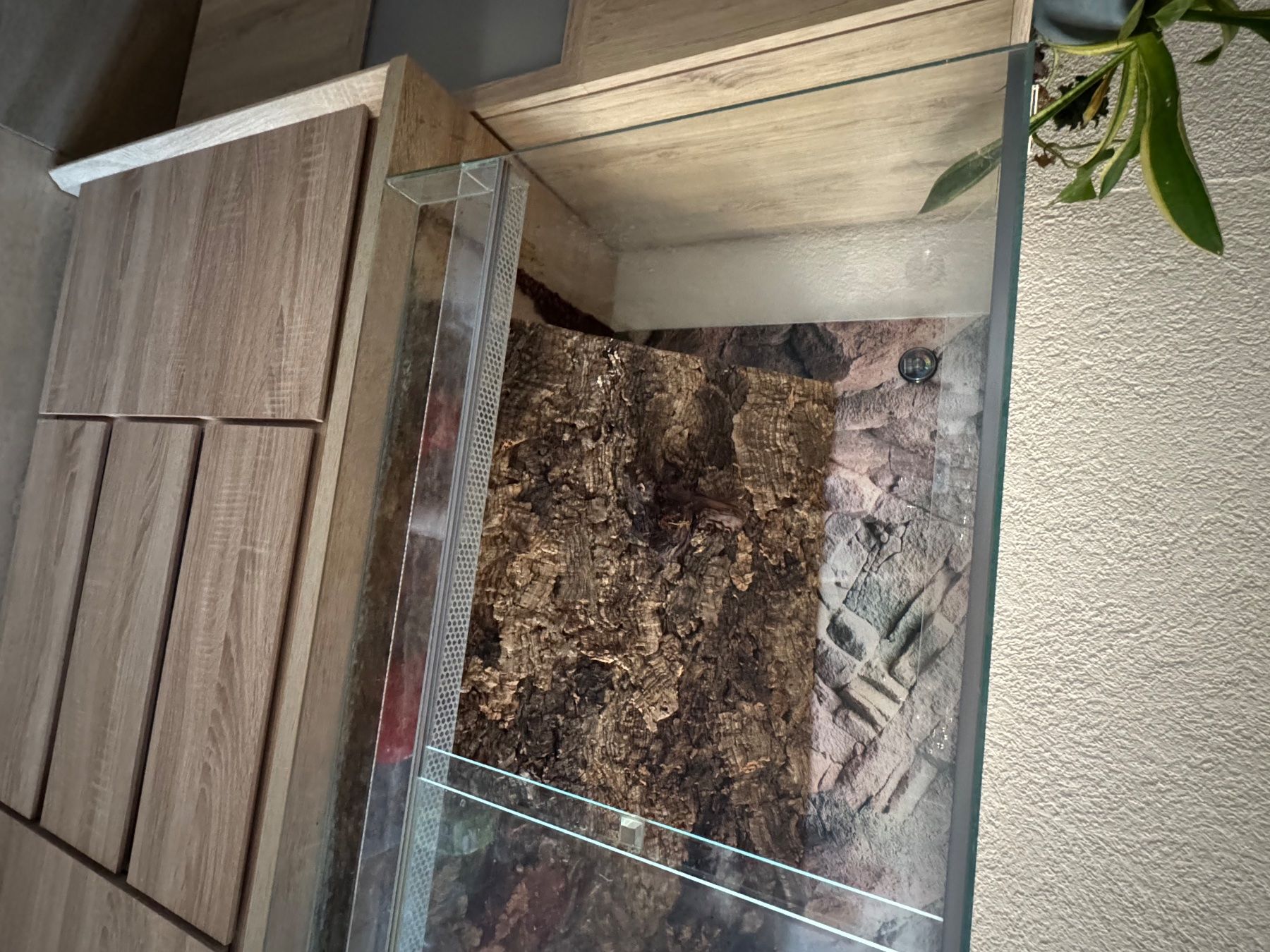 Terrarium: Terrarium – Gebraucht aus Saland von Swiss_Lady95 1