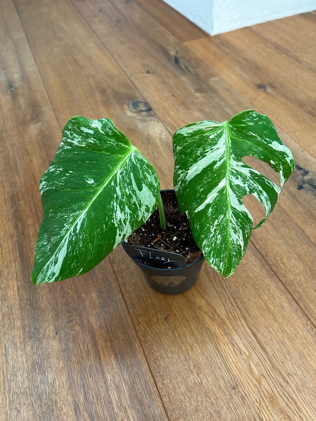 Piante & sementi: Monstera albo💚 – Nuovo (secondo la descrizione) da Wattwil venduto da Mikesplantshop 2