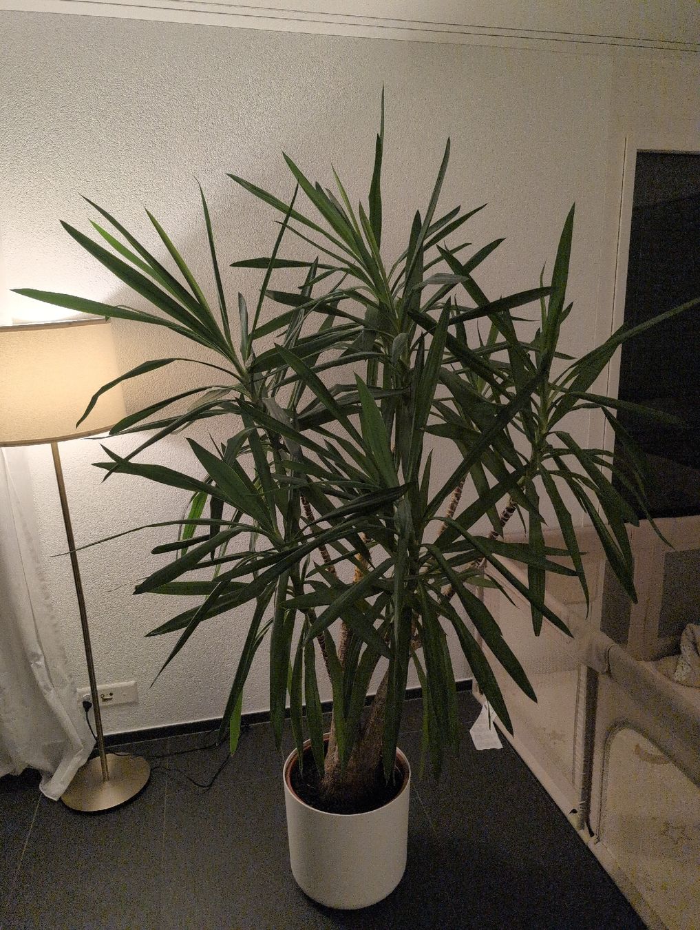 Pflanzen & Samen: Yucca-Palme inkl. Topf – Gebraucht aus Wagen von Czerkawski_21 1