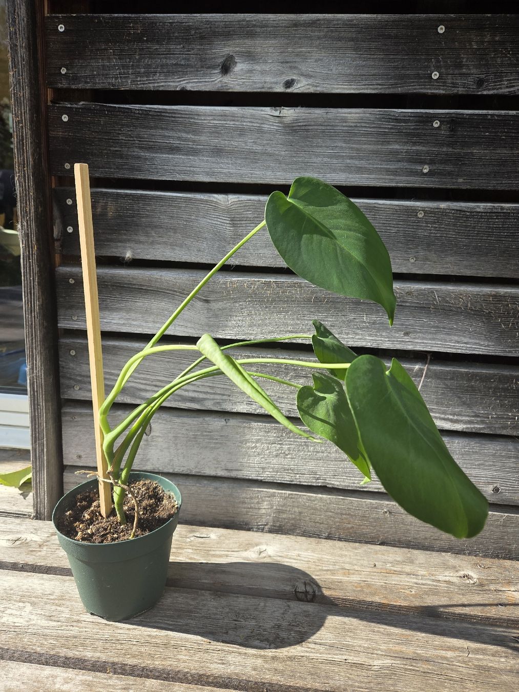 Pflanzen & Samen: Zimmerpflanze Monstera Deliciosa – Gebraucht aus Herisau von gulisutter 1