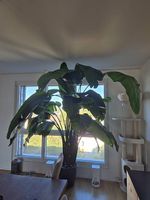 Zimmerpflanze Strelitzia Nicolais ca. 2.5m hoch